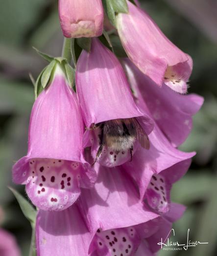 Das Foto zeigt einige Blüten eines roten Fingerhuts. In der mittleren Blüte ist das Hinterteil einer Hummel zu sehen.