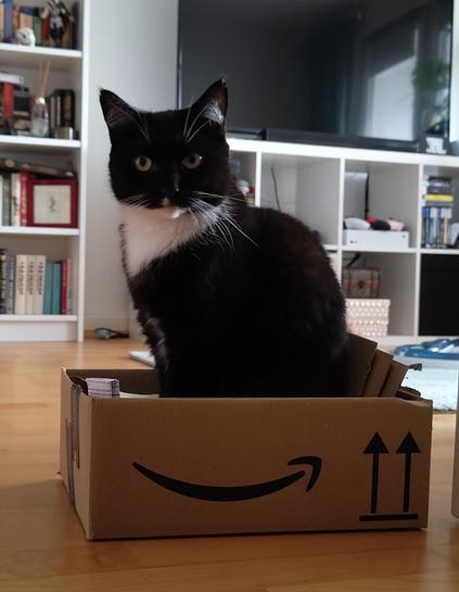 Bild einer schwarz weißen Katze, die in einem Karton sitzt und zur Kamera sieht
