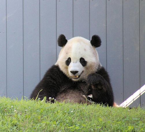 Close up of giant panda Bao Li's upper body, as he sits in the grass leaning against the wall of the panda house eating bamboo shoots.