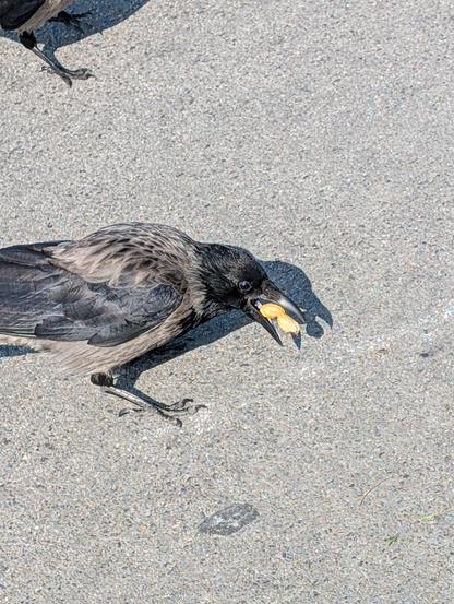 Foto einer schwarz-grauen Nebelkrähe, die auf einer asphaltierten Straße steht. Sie ist nach rechts gedreht und stopft soeben eine ganze Erdnuss mitsamt der Schale in ihren Schnabel, der Länge nach. Im Hintergrund links oben sind die Beine einer weiteren Krähe abgeschnitten im Bild.