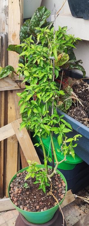 jalapeno pepper plant on my balcony growing well with full of flowers