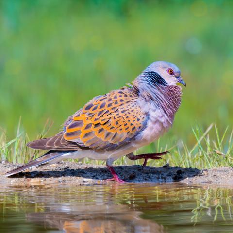 𝗣𝗶𝗰𝘁𝘂𝗿𝗲 𝗗𝗲𝘀𝗰𝗿𝗶𝗽𝘁𝗶𝗼𝗻 (𝗘𝗻𝗴): This European turtle dove is strolling along the edge of a watering hole, puffing out its breast and neck feathers in a display likely explained by spring courtship.

𝗗𝗲𝘀𝗰𝗿𝗶𝗽𝗰𝗶𝗼́𝗻 (𝗘𝘀𝗽): Este ejemplar de tórtola europea está paseándose en la orilla de un bebedero e hinchando las plumas del pecho y del cuello, en una exhibición que, probablemente, se explique por el cortejo primaveral.