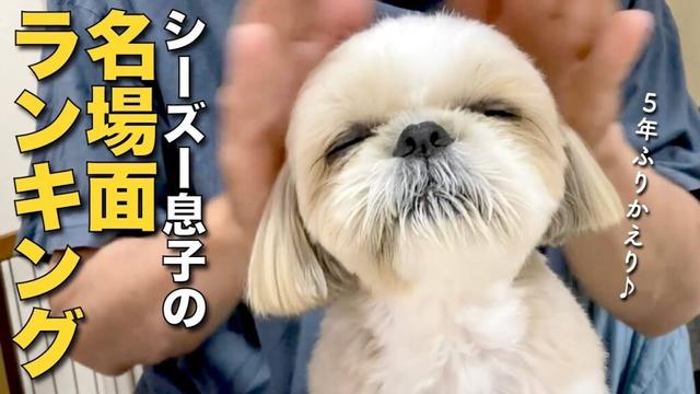 【シーズー】シーズー息子の名場面ランキング！可愛いから見て（親バカ♡監修）【389】