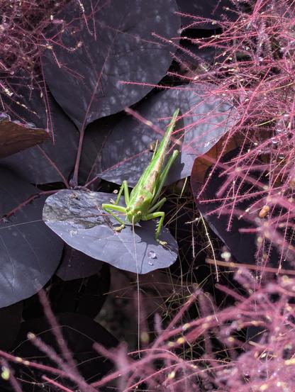 Une sauterelle verte posée sur la feuille arrondie et pourpre d'un arbre à perruques. Elle est entourée des fameuses "perruques" de l'arbre, filaments en boule comme des pompons ébouriffés, de couleur rose.