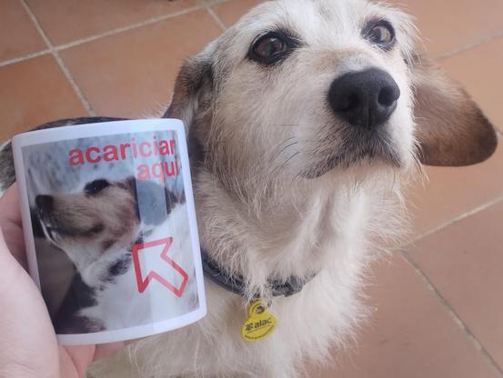 Foto de un perrito en un patio mirando a cámara que está junto a una taza donde sale él mismo (de otra foto) que pone "acariciar aqui" (lo pone sin tilde)