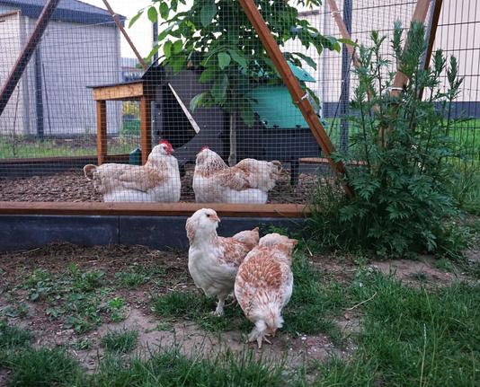 A domestic chicken coop and run, with two young cream and light brown feathered Faverolles hens in the foreground, and two adult Faverolles hens sitting inside the wired enclosure in the background. The coop features a dark wooden frame and mesh sides. Within the run, there's a small walnut tree with green leaves and a dark green shelter. To the right, outside the run, is a bushy mugwort plant. The ground varies from bare earth and wood chips inside the run to green grass in the foreground.