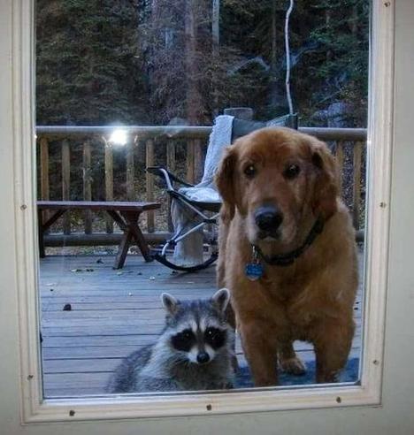 A photograph of a dog sitting outside the glass door onto a wooden balcony. Next to the dog is a racoon. Both peer intently inside as though wanting to be let it.