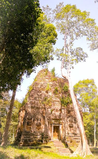 Photo shows an old Chenla era Khmer Tower temple fully embraced by a large tree growing tall over it. The root system following the construction including framing and not blocking the entry gate to the temple. It is a sunny day, and the contrast is high between the brown stone and the lightly clouded blue sky.