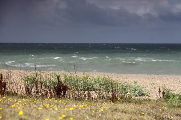 A colour photograph looking out over the shingle bank at Salthouse on the North Norfolk coast on a stormy September afternoon. The image consists of a number of horizontal layers. At the bottom, the foreground is in sunshine, but out of focus showing a sea of yellow buttercups bordered by a line of brown weeds which are the point of focus. Above that is the shingle bank, dotted with pale green clumps of samphire. Above that, the middle third of the image shows the turquoise surf of the North Sea, with plenty of whitecaps. In the distance the sea is in shadow and becomes a dark greenish-grey. The sky takes up the top third of the picture. It is slate grey, with threatening, scudding clouds.