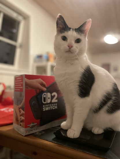 Cat looking worried in front of switch 2 box