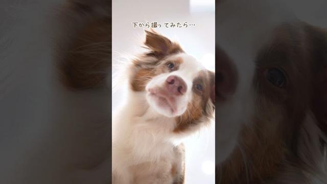 下から見たら重力に負けて別の犬になっちゃいました😂💦【オーストラリアンシェパード・ボーダーコリー】#shorts
