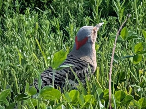 A gray bird with black stripes and a red "V" on its neck, and a long beak, stands in grass and clover.