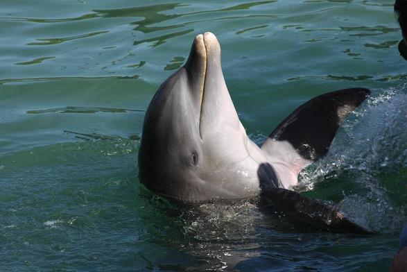 Ein Delfin streckt die Schnauze aus dem Wasser und liegt auf dem Rücken. Er sieht freudig und entspannt aus.
