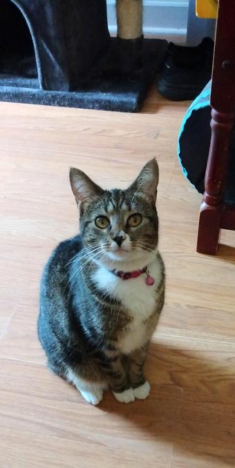 Pax, our tabby cat with white markings on her face, neck, chest, hind legs and mittens, is seated on the floor.  She is looking towards the camera with amber-colored eyes.  A collar with a tiny silver bell is around her neck.