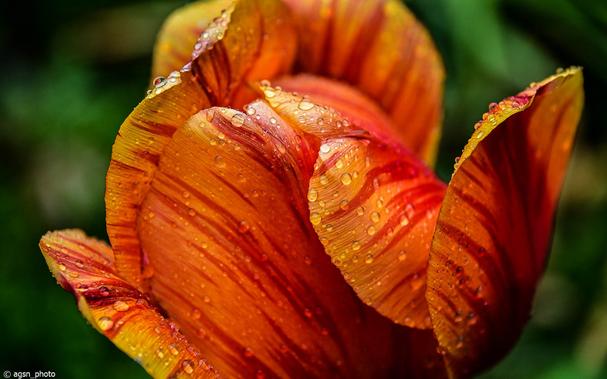 Nahaufnahme einer großen, geschlossenen Tulpenblüte, bedeckt mit winzigen Regentropfen. Die Blütenblätter sind orange mit roten Linien. Der grüne Hintergrund ist unscharf./
Close-up of a large, closed tulip blossom, covered in tiny raindrops. The petals are orange with red lines. The green background is blurred.