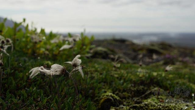 Wildflowers with fluffy seed heads in the foreground on a grassy, moss-covered landscape. The background is blurred, suggesting an expansive view with soft cloudy skies above.