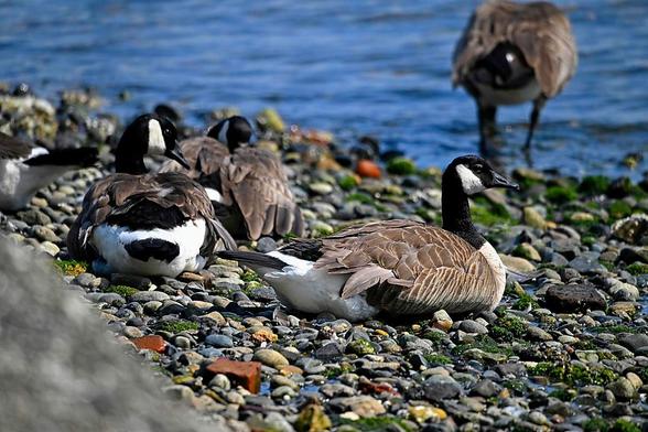 Regular old Canadian Geese loafing on the beach #beach #goose #geese #canadiangoose #nature #naturephotography #photo #photography #bird #birdsofmastodon