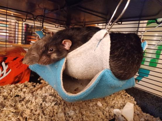 three cute rats in a hanging hammock that's too small for them. Excess rat hangs out on all sides.