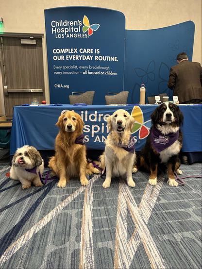 Four adorable therapy dogs line up fit group photo. The