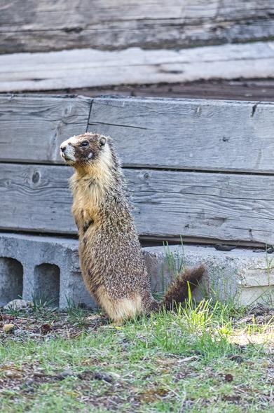Marmot standing tall in front of old worn cabin wall.