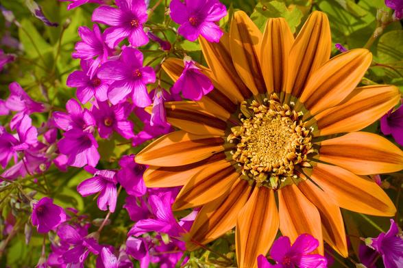 A close up of an orange, daisy like flower, surrounded by smaller pink flowers.