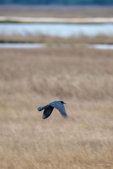 Boat-tailed Grackles mid-flight with wings spread low over grassy reeds.