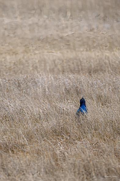 Boat-tailed Grackle standing alert in dense marsh grass near Jarvis Sound, with glossy iridescent plumage and long tail visible.
