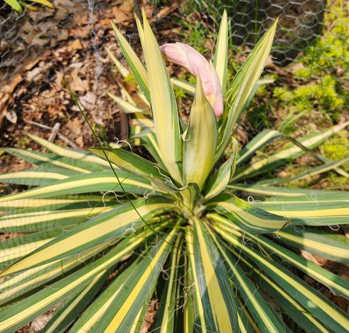 A yucca with variegated leaves that are green on the outside, yellow on the inside, all radiating outwards and sometimes upwards from the center of the plant. Just beginning to rise up from the back of the center is a pink bloomstalk looking something like a very pink sausage(???). There is leaf mulch, chicken wire, and a partial view of a stone water feature in the background.