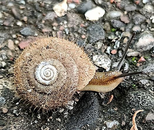 eine schnecke kriecht nach rechts über den asphaltierten weg. ihr körper ist hell beige, zumindest unten, oben drauf ist er rotbraun in einem sehr feinen netzmuster, wie bei crème brulée die karamellisierte aufgesprungene schicht oben. die augenfühler sind ziemlich lang, gerade nach oben vorne gestreckt und dunkelgrau. das schneckenhaus ist abgeflacht, auch beige und in der mitte weiß. vom ganzen haus stehen einzelne haare, borsten, stachelchen ab, etwas schütter, weshalb es nicht flauschig aussieht, sondern mehr wie bei einer stachelbeere.