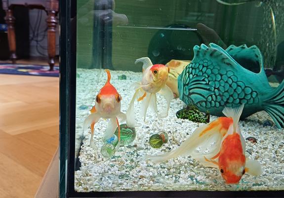 Mein Kopf liegt auf der Höhe des Aquariumbodens. Damit sind wir, die Fische und ich, auf gleicher Augenhöhe. Alle drei beobachten mich beim Lesen.
