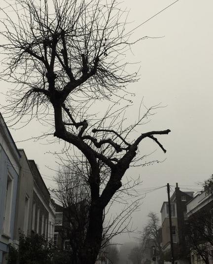 A bare tree on a winter foggy day in North London.