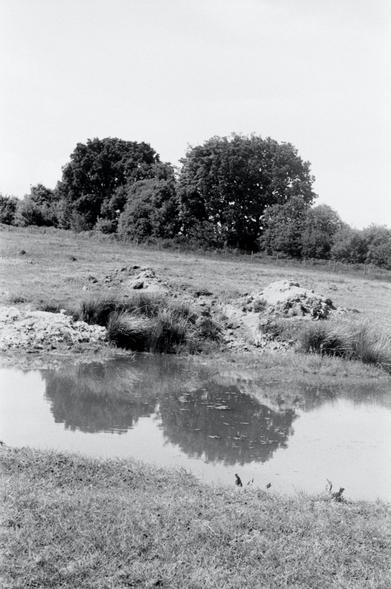 Reflection of the trees on the pond