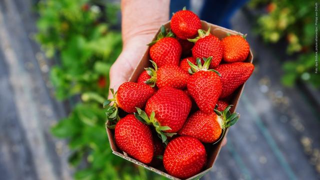In einer Schale liegen günstige Erdbeeren, die gut gelagert lange frisch gehalten werden können (Foto: dpa Bildfunk, picture alliance/dpa | Philipp von Ditfurth)