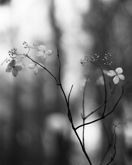 Black and white image of delicate, bare branches with small four-petal flowers and buds. The background is softly blurred, creating a bokeh effect with subtle light and dark contrasts.