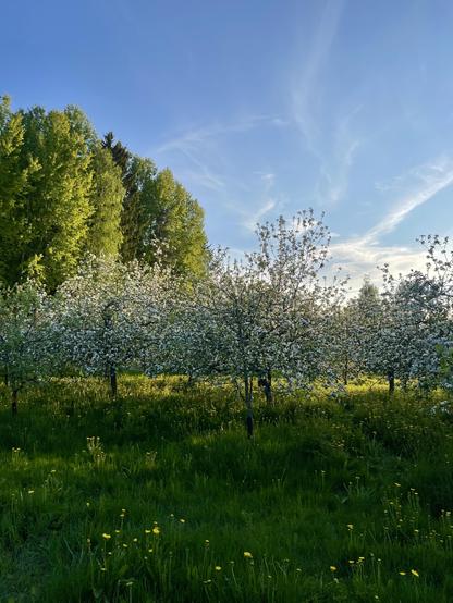 Flowering apple trees in an orchard lit by evening sun