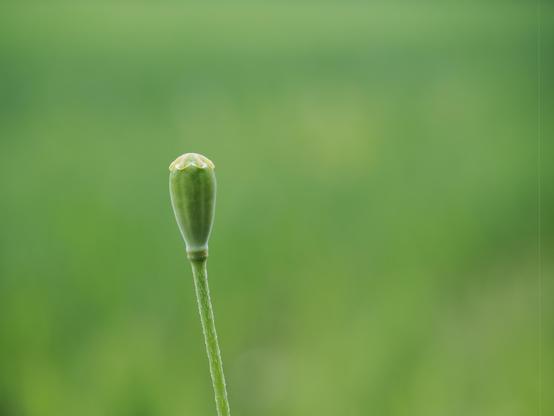 A single, closed flower bud on a slender green stem, set against a blurred green background. The bud is oval-shaped, with a smooth texture and a small, light-colored tip at the top.