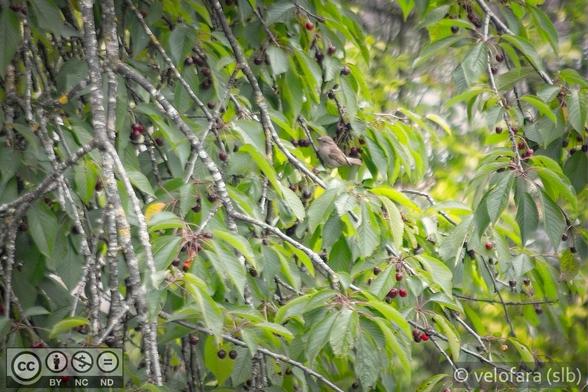 Ein Spatz sitzt in einem Kirschbaum und pickt an einer Kirsche