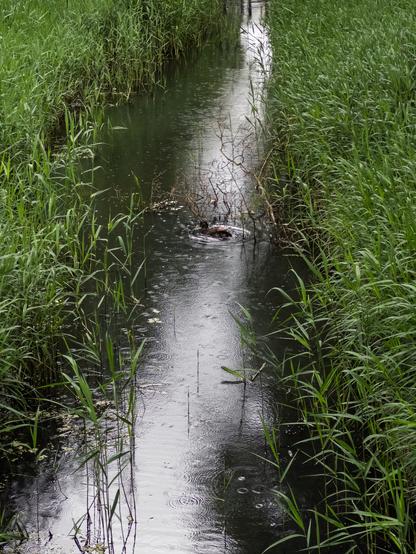 A stream lined with tall grasses under a rainy sky in Huizen, Netherlands.