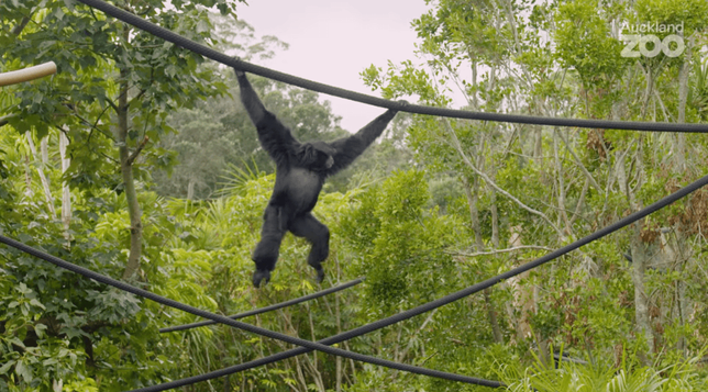 Side-by-side comparison showing a tailless orangutan (left) hanging from tree branches and a monkey (right) climbing with its long tail clearly visible, demonstrating the key difference between apes and monkeys.