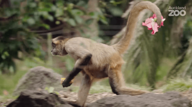 Side-by-side comparison showing a tailless orangutan (left) hanging from tree branches and a monkey (right) climbing with its long tail clearly visible, demonstrating the key difference between apes and monkeys.