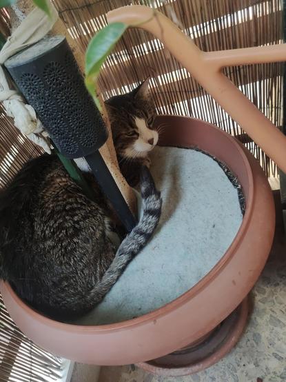 The image shows a cat resting inside a large terracotta pot. The cat has a mix of dark brown, black, and white fur, with a distinctive white patch on its face and a striped tail. It is curled up comfortably, with its head turned slightly to the side, revealing its green eyes. The pot is filled with a light blue material, possibly a cushion or bedding, providing a soft surface for the cat. A black cylindrical object with a perforated design is visible in the background, along with a green pole and a beige structure, possibly part of a plant support system. The pot is placed on a stone-tiled floor, and a bamboo fence is visible in the background, suggesting an outdoor or semi-outdoor setting.

Provided by @altbot, generated privately and locally using Ovis2-8B

🌱 Energy used: 1.516 Wh