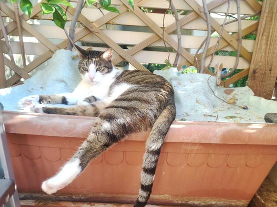 The image shows a cat lounging in a terracotta-colored planter box. The cat has a mix of white and gray fur with distinctive tabby markings, including stripes and spots. It is lying on its side with its front paws stretched out and its hind legs hanging over the edge of the planter. The cat's eyes are open and it appears to be looking directly at the camera. The planter is filled with a white material, possibly mulch or snow, and there are some green leaves and twigs visible in the background, suggesting an outdoor setting. The background includes a wooden lattice structure, adding to the garden-like atmosphere. The cat's relaxed posture and the serene setting create a peaceful scene.

Provided by @altbot, generated privately and locally using Ovis2-8B

🌱 Energy used: 1.516 Wh