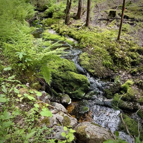 Liten bäck bland sten och mossa