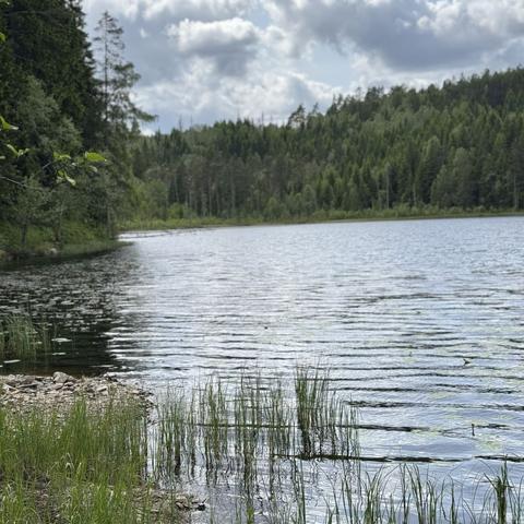 Vy över sjö, vass och skog