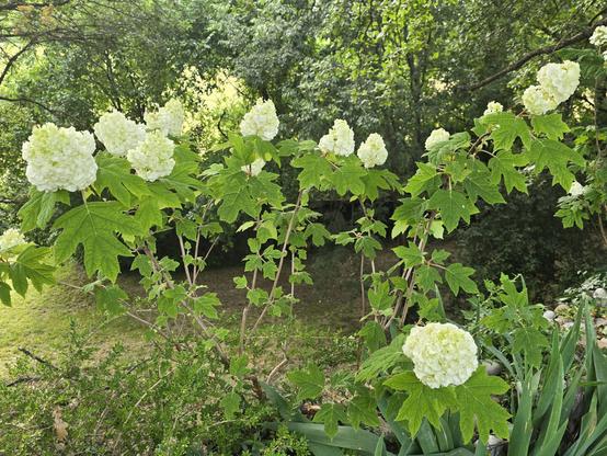 Cespuglio di ortensia quercifoglia a fiore bianco doppio