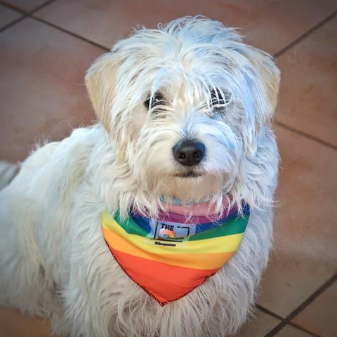 A white terrier stands on a red tiled floor looking up at the camera. She wears a rainbow bandanna.