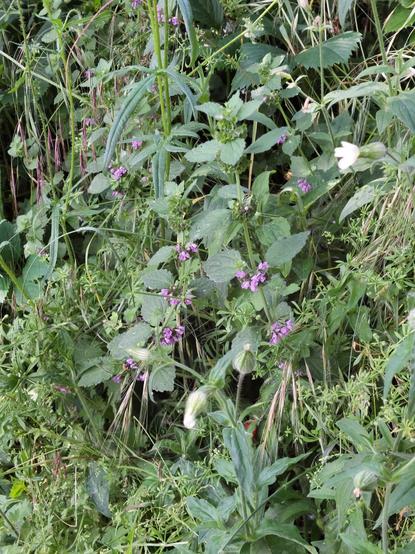 Un fouillis d' essences variées et quelques fleurs mauves appelées ballotes noires