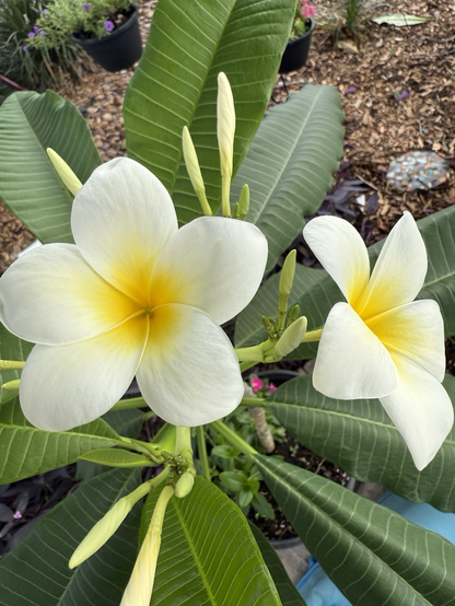 Large five petaled flower. Each petal is brilliant white with a bright yellow center