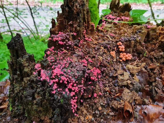 Kleine kugelförmige Pilze auf einem Baumstumpf. Die meisten sind pink, einige hellorange oder dunkelgrau.