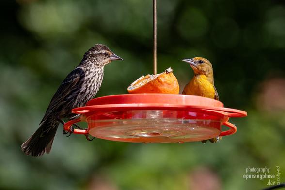 Two young songbirds pause together on a nectar feeder. To the left, a juvenile blackbird, brown with a flecked breast. To the right, a juvenile oriole almost matches the color of the orange segment between them.
